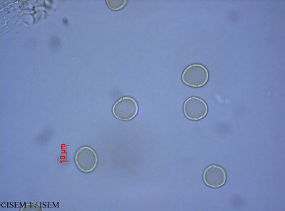 ISEM 1/Pourouma_cecropiifolia_28004/Pourouma_cecropiifolia_28004_0001(copy)_thumb.jpg
